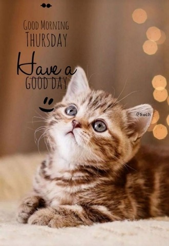 Thursday-Cat-Good-Day