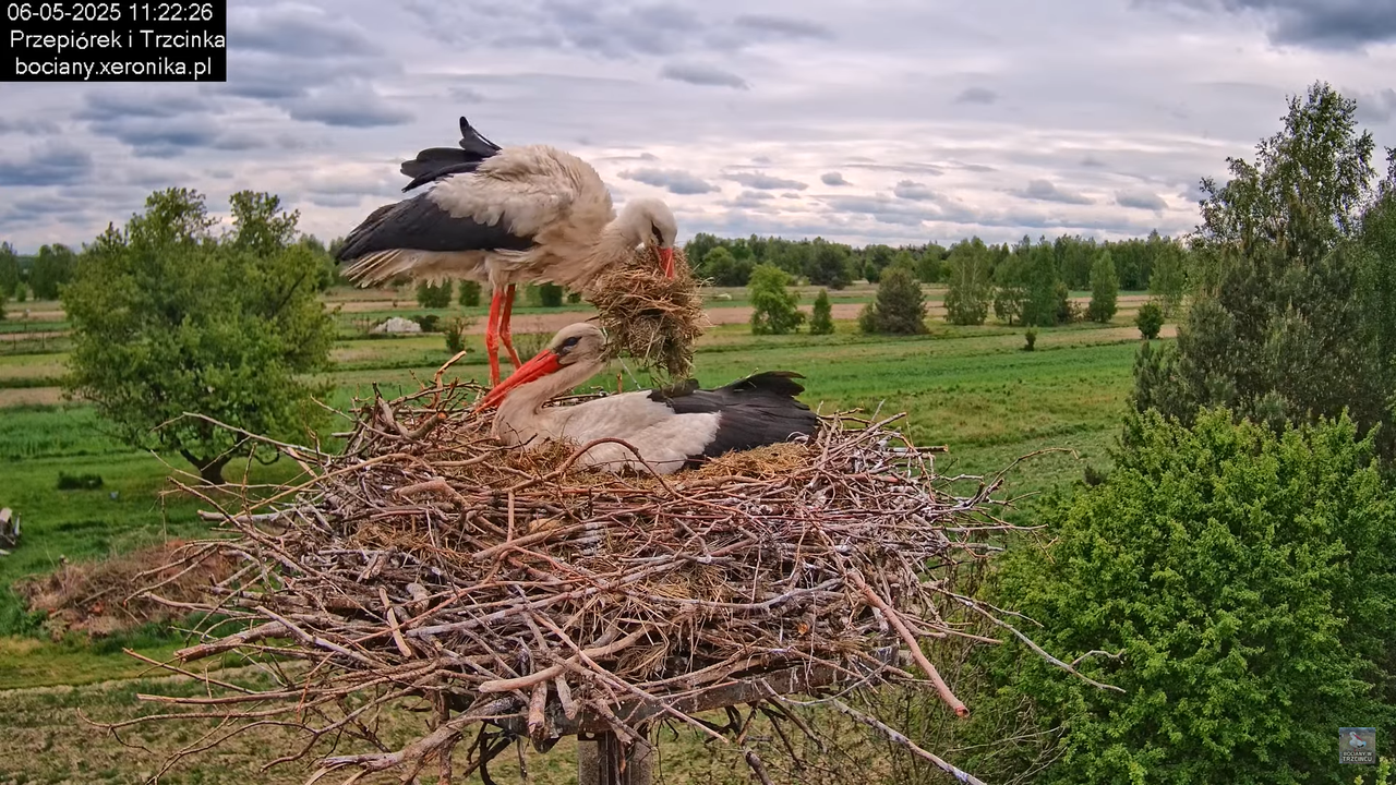 06052025bociany20