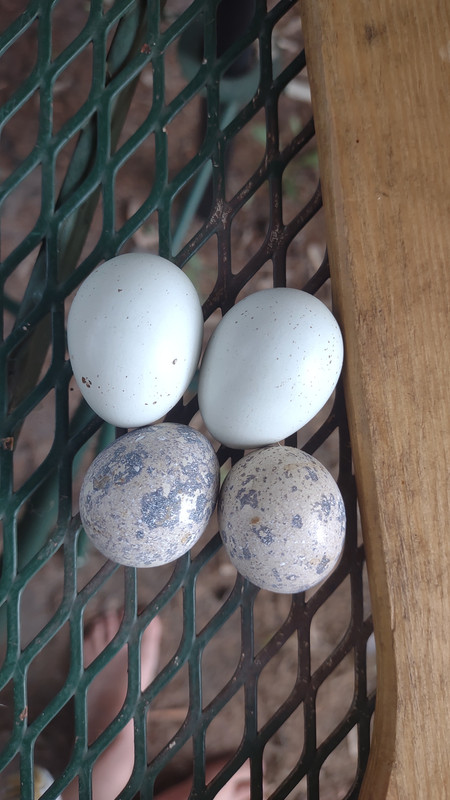 IMG_20250724_185535951