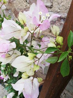 IMG_20190505_153618
