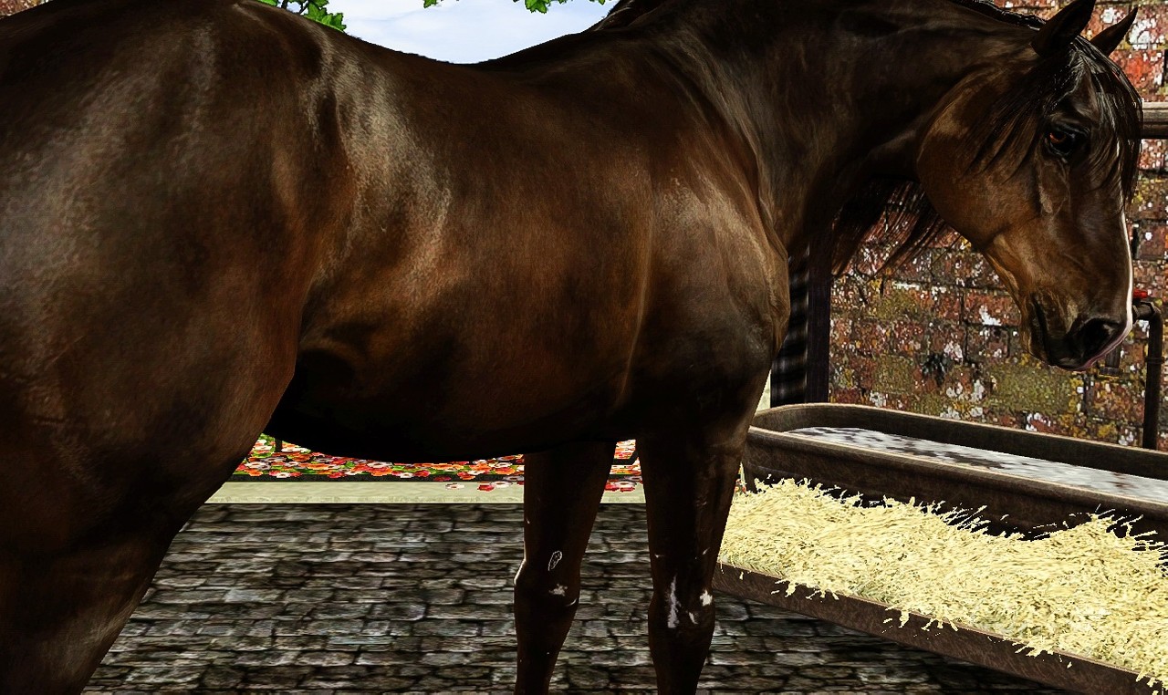 Horse image