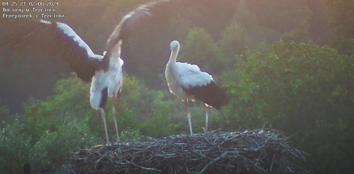 prezentacjaogonaprzepiorka