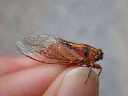 NZ Cicada