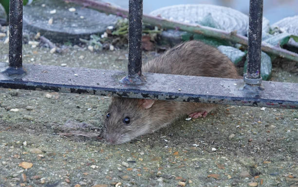 rodent-control-3.jpg
