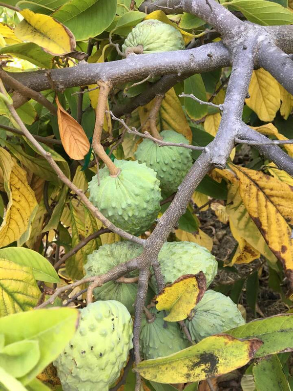 46679871_10156796850605419_1690185981640048640_n