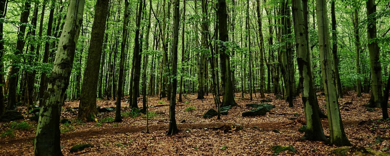 Navigating Green Belt Regulations