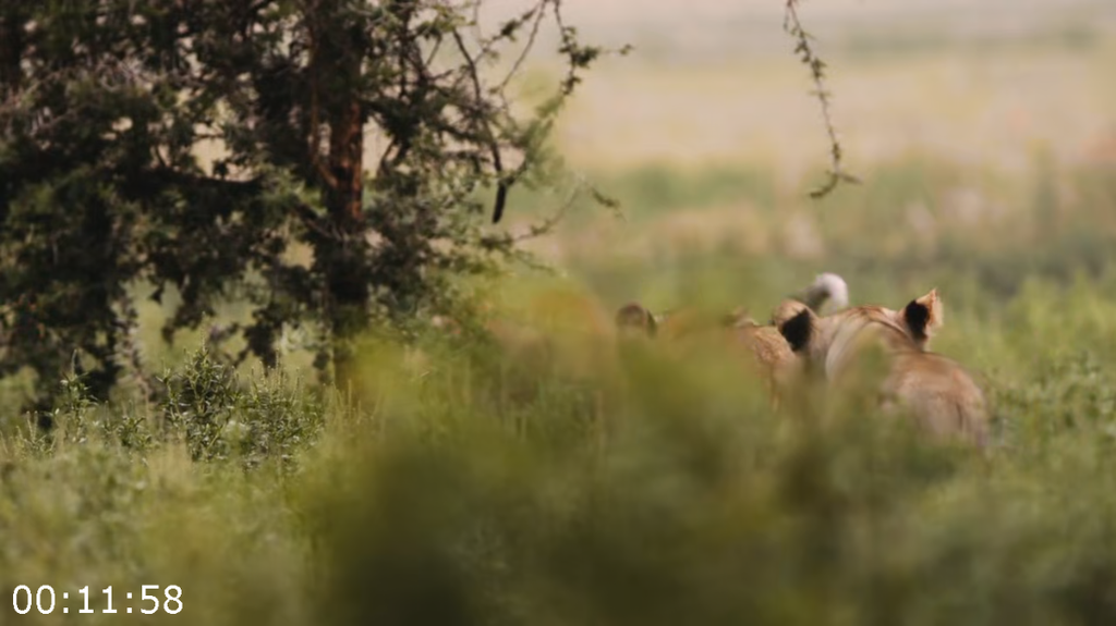 [Image: ai9ryvg4n03c.png]