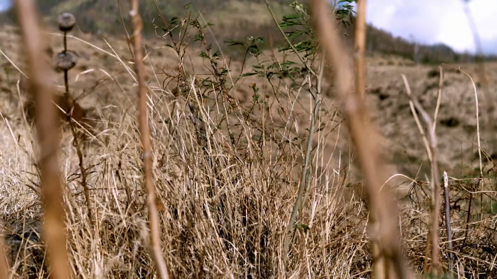 [Image: ud1vxzncw948.png]