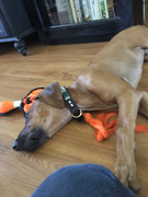 Rocco the Rhodesian Ridgeback 28