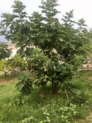 05EF9A8F-8A86-48AC-AE71-9E75F271A1A6