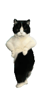 dancing cat cat dance