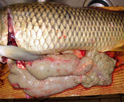 [Image: CARP-EGGS-2.jpg]