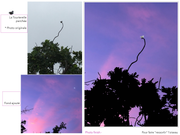 [Image: Tourterelle-perch-e-sur-fond.png]