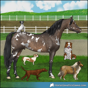 Dogs: Tripod, Spotted Dachshund, Wirehaired Vizsla, Red Border Collie, Rough Collie