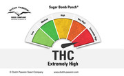 cannabis plants