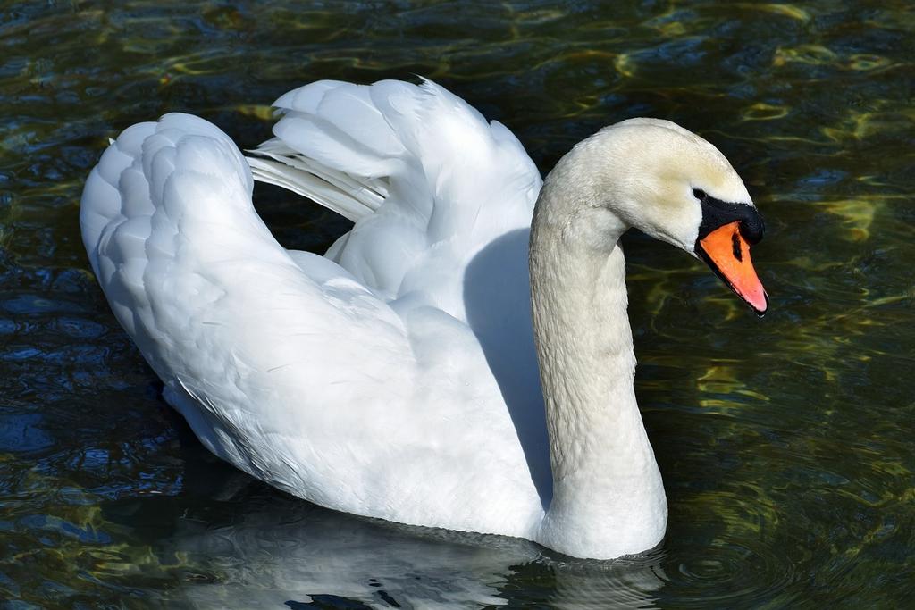 swan-3347824_1280