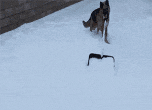 https://i.postimg.cc/1X14DSWh/funny-gif-dog-shovel-snow.gif