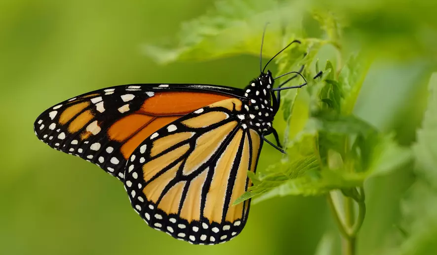 Monarchs as a Threatened Species