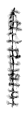/yan