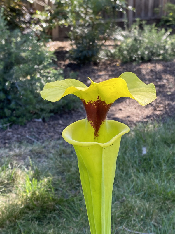 Bob Hanrahan grown by adaetz100, 2022-05