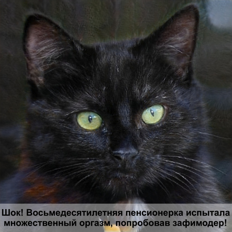 красивая шерсть у кошки