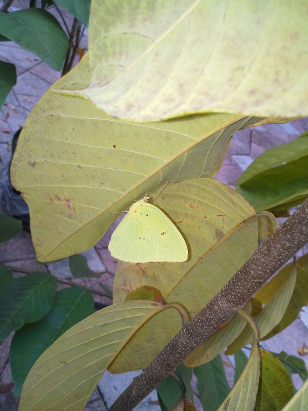 cherimoya1