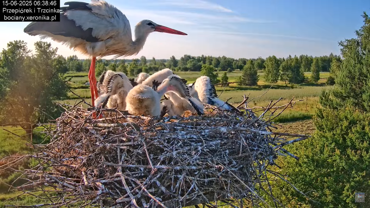 15062025bociany9