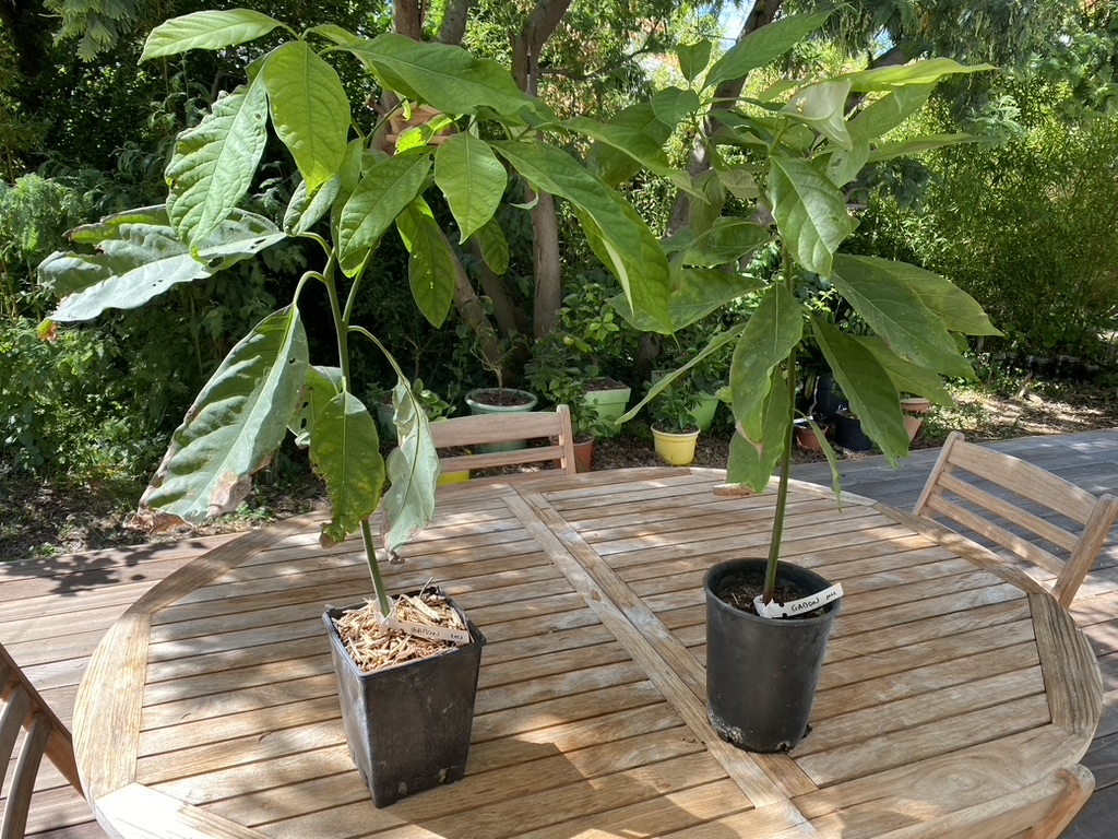 DC78D682-FB45-4F50-8139-F051E15BCD08_1_105_c