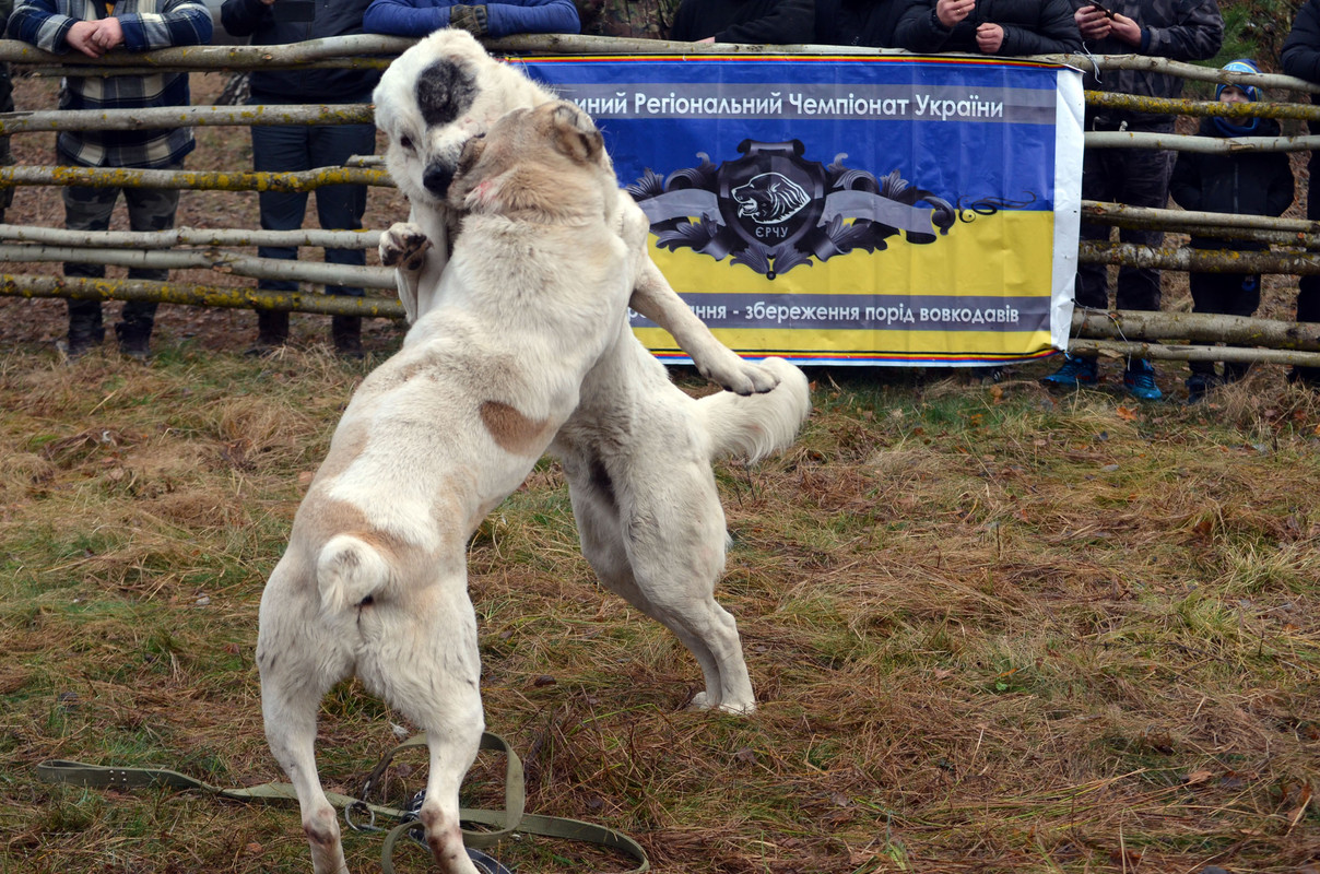 Шаман - Монгол (8)