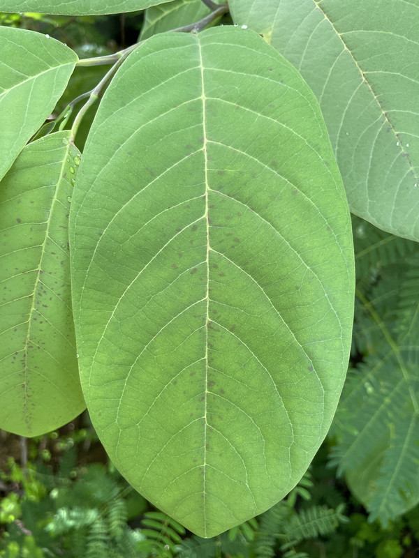 6025C955-2611-46BD-9447-95574AD5A7C6