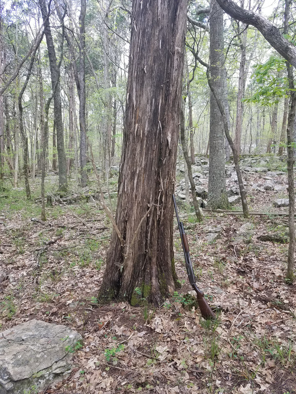 Big Cedar and Model 12
