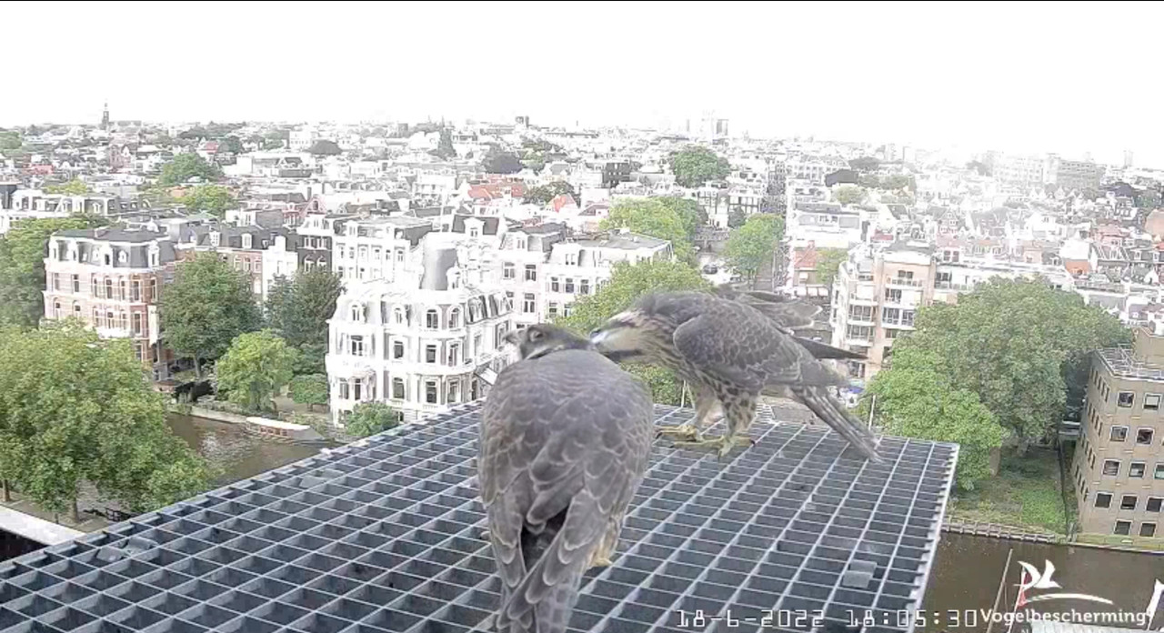 Amsterdam/Rijksmuseum screenshots © Beleef de Lente/Vogelbescherming Nederland - Pagina 29 Video-2022-06-18-180714-Moment