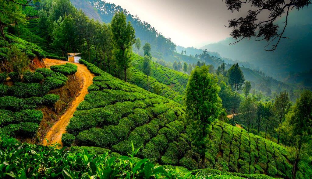 Munnar, Kerala: A Green Paradise