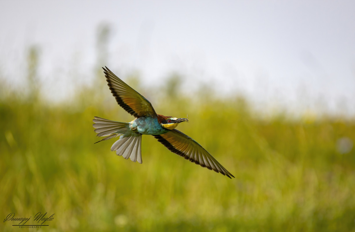 102A1240-denoise-denoiseres