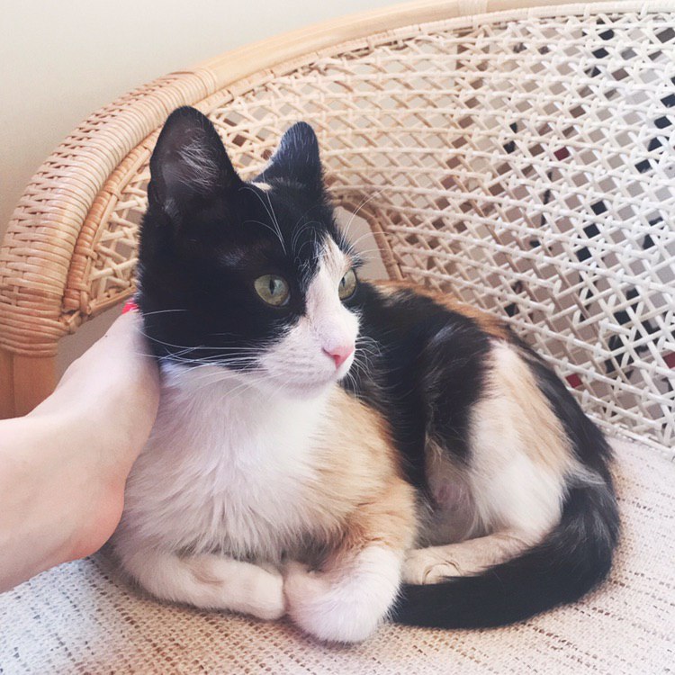 FE6A72DC-F8FB-4088-8494-21E7FD2A861E