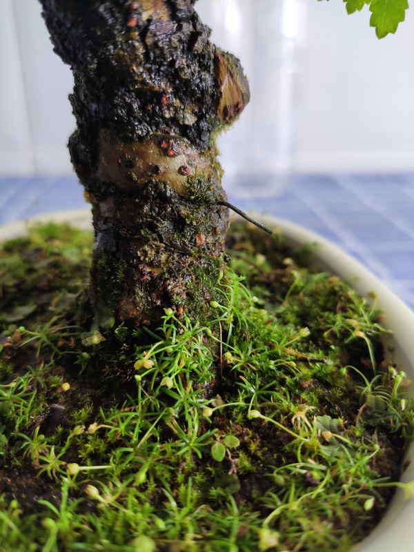 ZELKOVA NIRE - SHOHIN 16-7-2020-5