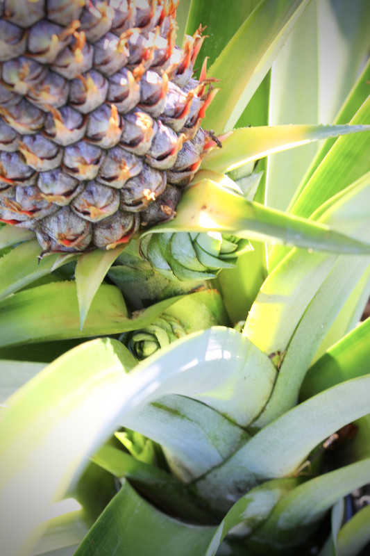 63FD9E46-E287-4CE7-A549-87E509B40FF0_1_201_a