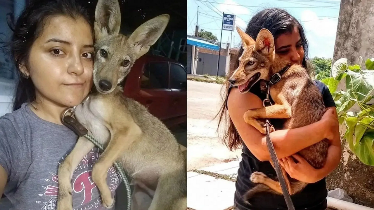 ¡Insólito! Adopta 