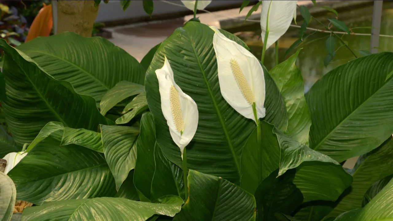 Aplica este truco de jardinería para que tu cuna de Moisés crezca