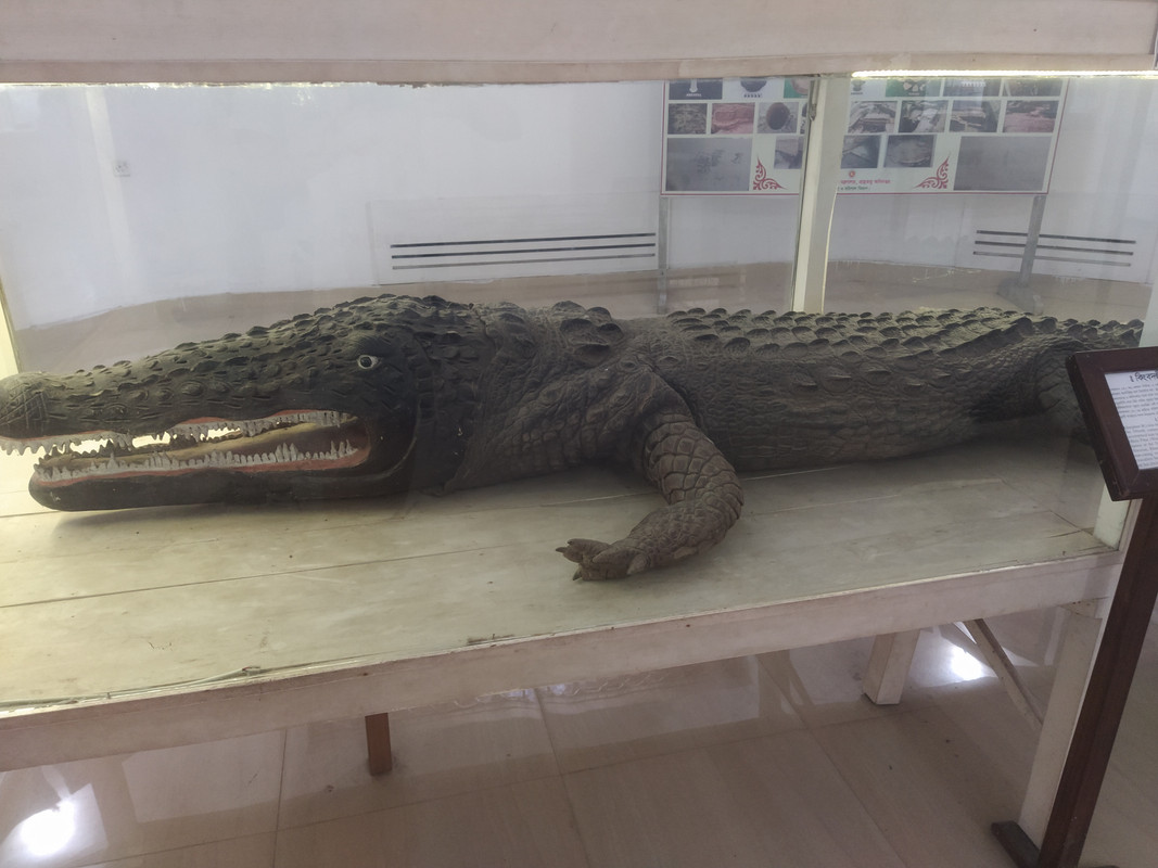 Бенгальский фьюжн с коровами на деревьях, или Бангладеш в обрамлении двух Индий