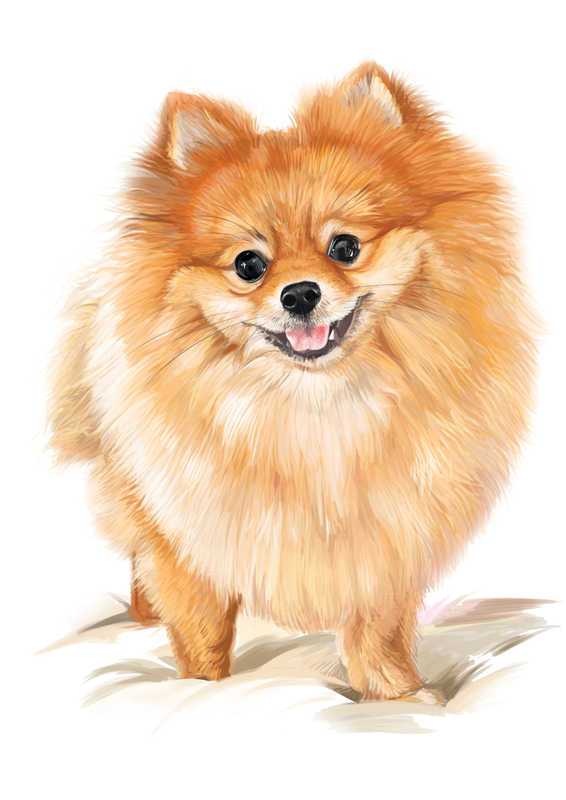 pomeranian fin fix for screen