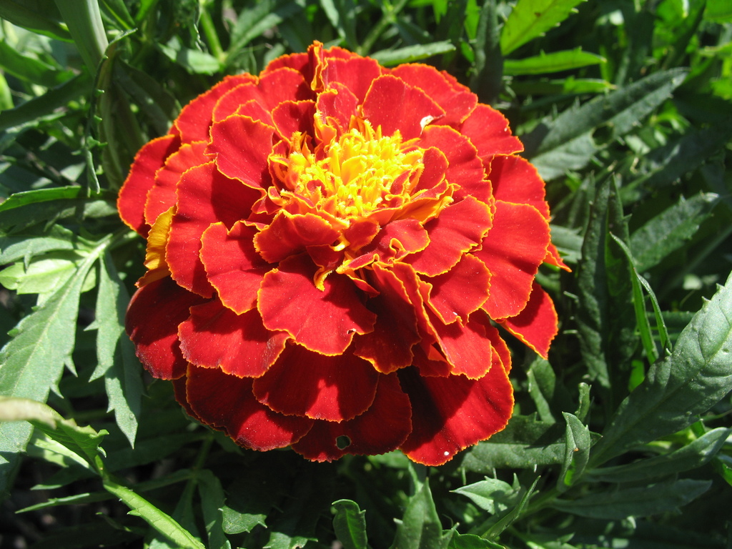 Lawn and Gardens 06.14.2017  (13)