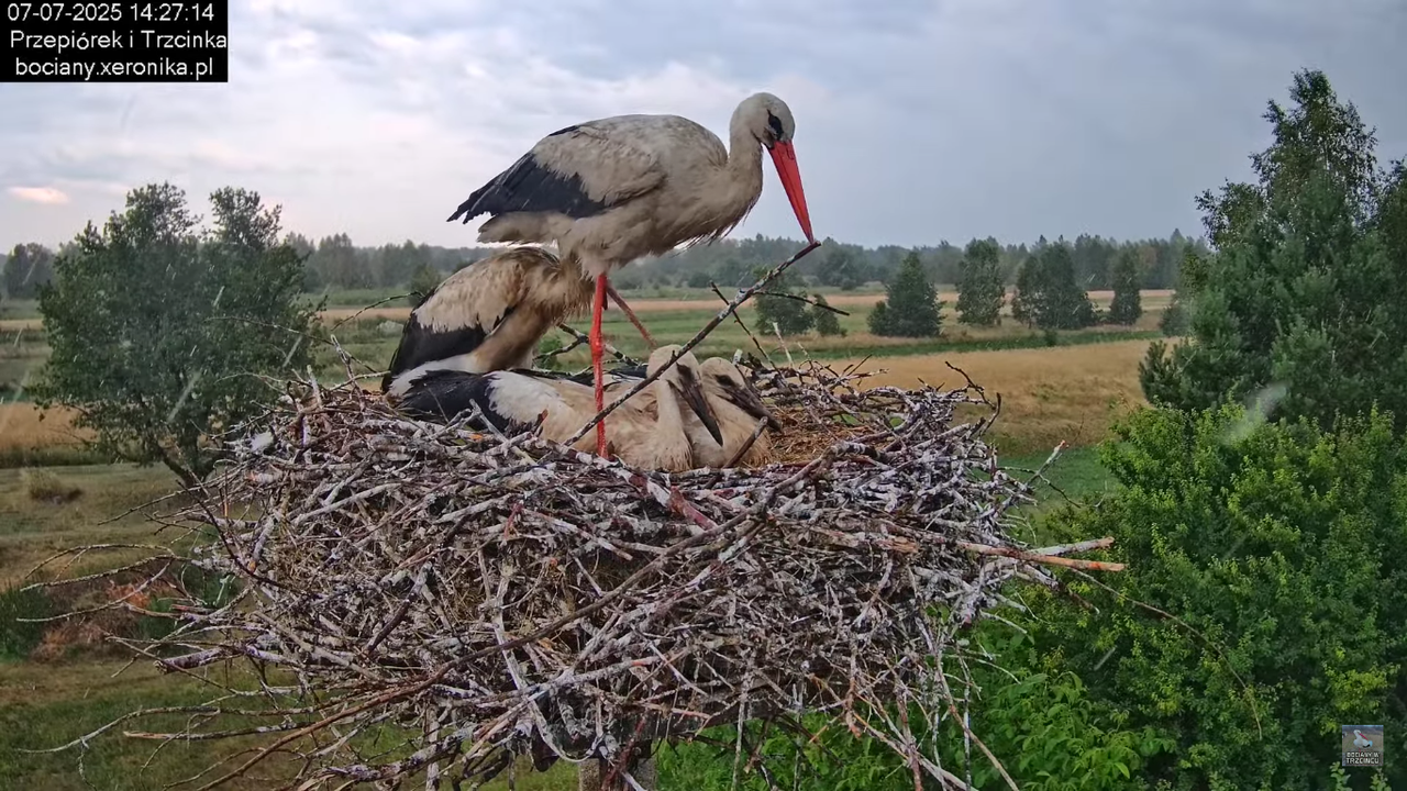 07072025bociany41