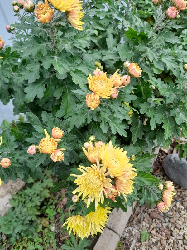 Изображение WhatsApp 2024-11-06 в 11.11.59_300b3fbd