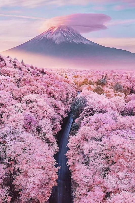 pinkmountainjapan.jpg