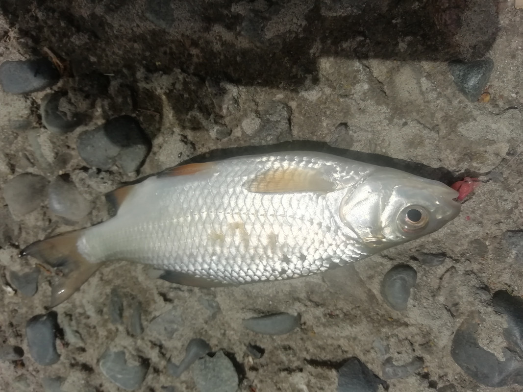 Изображение 1290