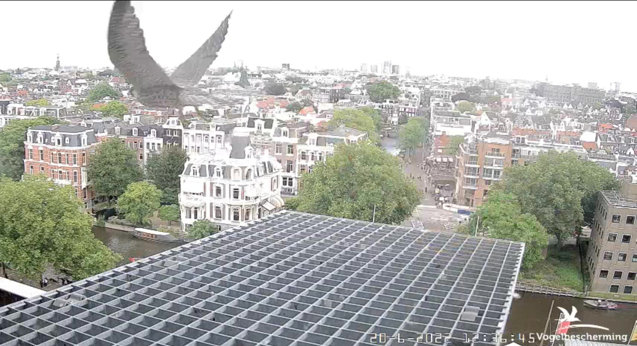 Amsterdam/Rijksmuseum screenshots © Beleef de Lente/Vogelbescherming Nederland - Pagina 30 Video-2022-06-20-123800-Moment-6