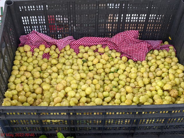 [Image: PXL-20220507-134648967-MP.jpg]