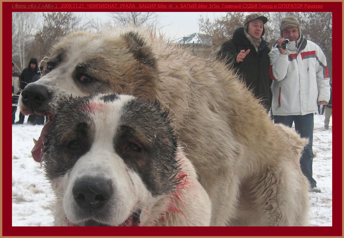 Рамазан 2009.11.21 БАШИР 60кг 4г х БАТЫЙ 66кг 3г5м (54Б)