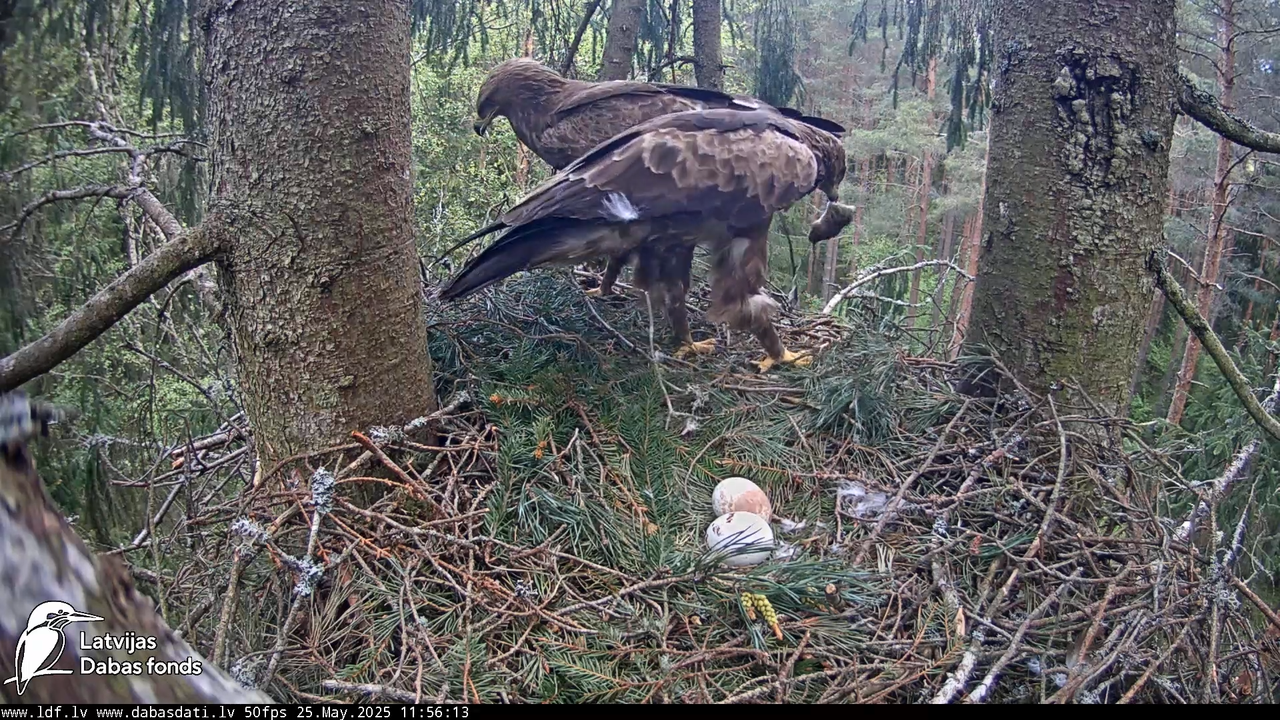 Mazais ērglis (Clanga pomarina), ligzda eglē __ Lesser spotted eagle in spruce, Zemgale, Latvia 12-5